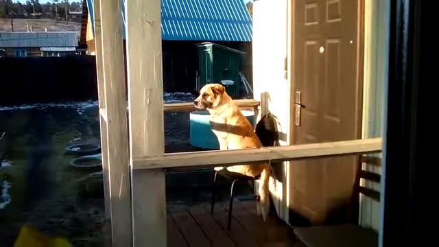 Грэта//собака сидит на стуле!{ЧАСТЬ2} смотреть онлайн