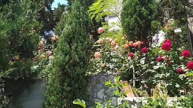 ЦВЕТОВАЯ ГАРМОНИЯ//Розы// Путешествие в лето//5часть смотреть онлайн