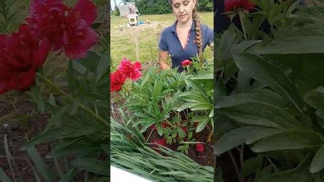 Самый ранний пион Рубра Плена цветение, описание. смотреть онлайн