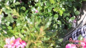 Роза Квин Бэбилон Айз  Первое цветение