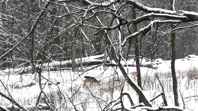 Лиса и косули друг другу не мешают || Fox and roe deer смотреть онлайн
