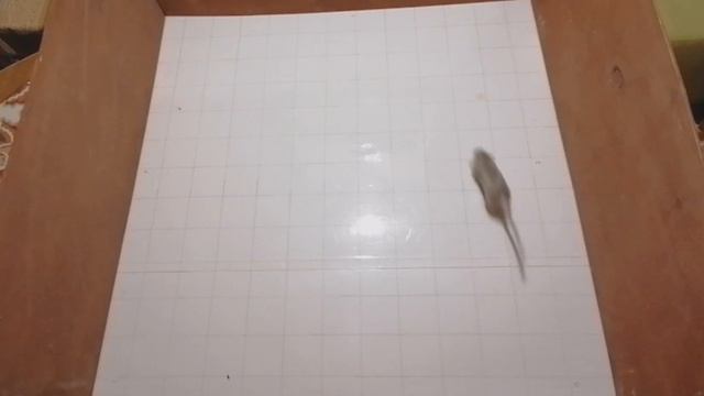 Песчанка 2- Исследовательское поведение смотреть онлайн