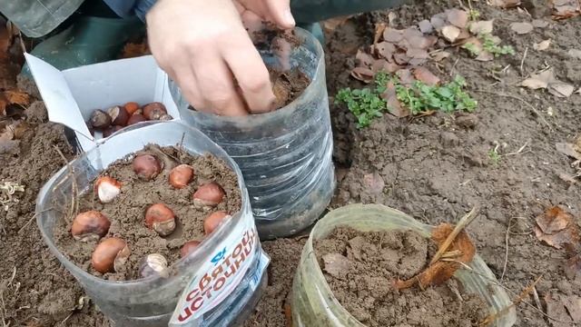 Как вырастить каштан? Как сажают каштаны? Выращивание каштанов смотреть онлайн