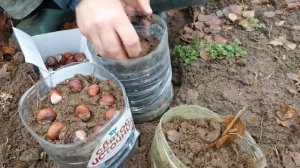 Как вырастить каштан? Как сажают каштаны? Выращивание каштанов