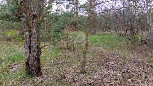 Хорошо в лесу в апреле. #сморчки,#природа #лес смотреть онлайн