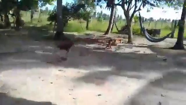 очень злой петух ? смотреть онлайн