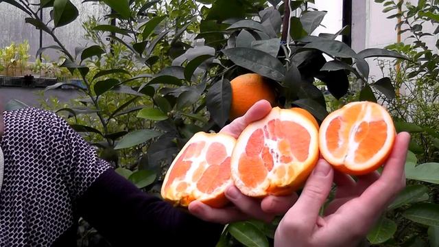 Апельсин C. sinensis "Cara Cara Navel" смотреть онлайн