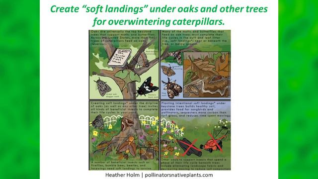 Welcoming Pollinators with John Root смотреть онлайн