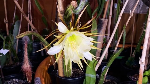 STUNNING BLOOM Selenicereus Validus ( Night Blooming Cactus ) смотреть онлайн