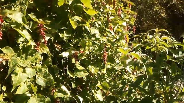 Gorse, Primrose And Photinia Red Robin Flowers