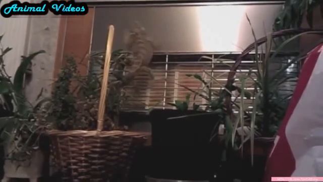 Приколы с животными №131   Ящерица Бородатая ягама  Смешные животные  Animal Videos