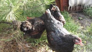 Куры породы барневельдер