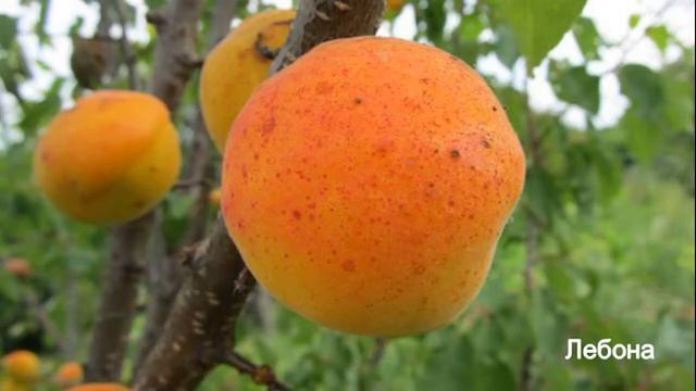 Абрикос Кармен Топ, Лебона, Леголда смотреть онлайн