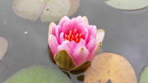 Нимфея Rose Cup (Розовая чашка) кувшинка, waterlily, водные растения, пруд