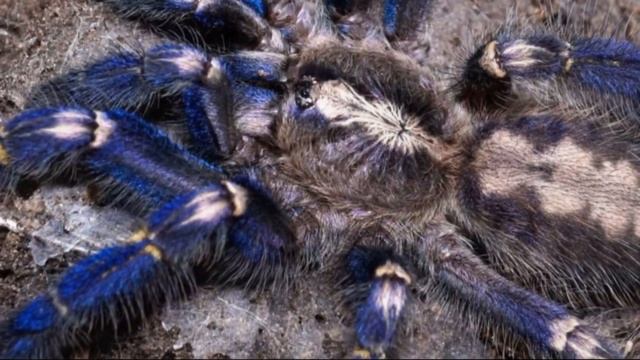 Ультрамариновый птицеед - паук, чарующий своей красотой смотреть онлайн