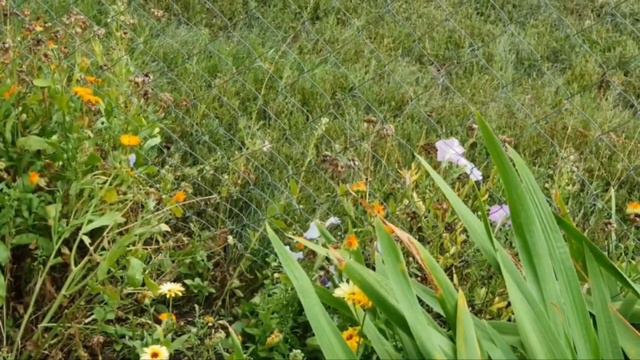 Я не боюсь!🐝Он пахнет как французские духи!😊Чёрный выход в деревенском доме!🏚 смотреть онлайн