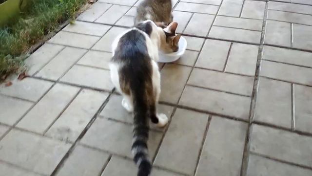 Меняем свинок на котов смотреть онлайн