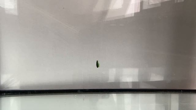 Обзор безмотылки бокоплав или мормыш смотреть онлайн