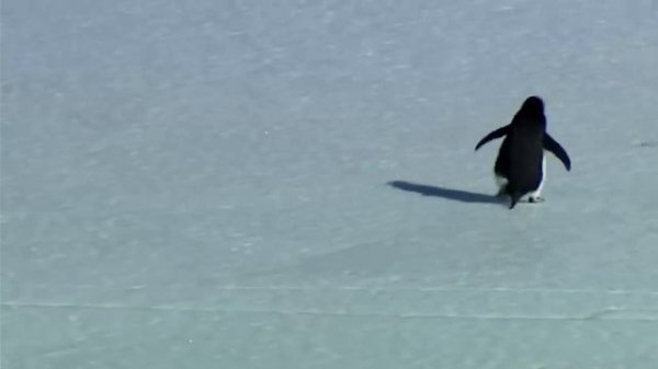 Nihilist Penguin (Werner Herzog)