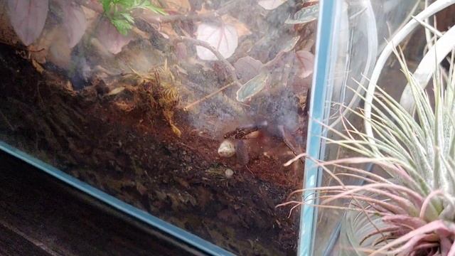 (Davus?)Theraphosinae Sp panama vivraium 4 years old! смотреть онлайн