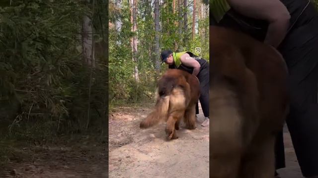 #тренировкасобак #тренировка #леонбергер #leonberger #собаки #dog #dogs #алабай #алабайка #alabay смотреть онлайн