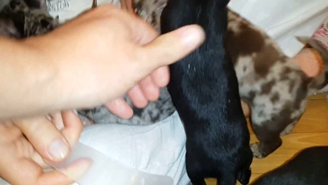 Чихуахуа.СУПЕР МИКРО-МИНИ девочка.Черного окраса.500гр-50дней. смотреть онлайн