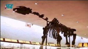 Палеонтологический музей