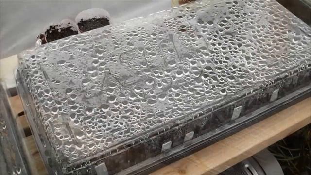 Tour Inside Greenhouse...Tomatoes, Peppers, Herbs...