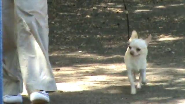 чихуахуа кобель юниор №182 / июнь 2010 Луганск. смотреть онлайн