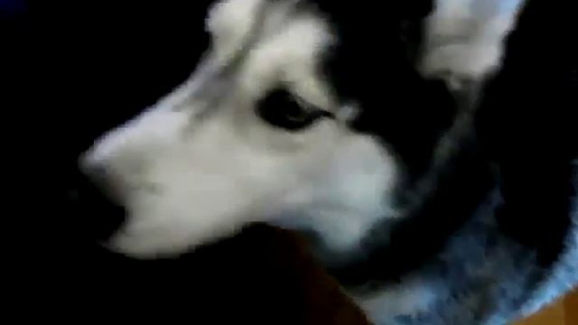 Поющий хаски смотреть онлайн