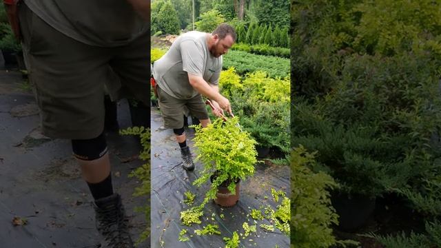 How to trim Sunshine Ligustrum shrubs смотреть онлайн