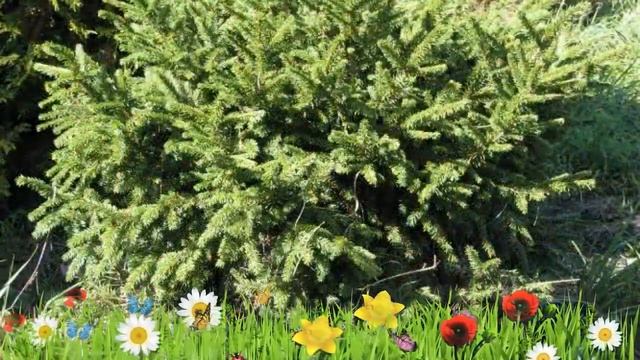 Ель обыкновенная Пумила ? Обзор: посадка и уход. саженцы ели Пумила: описание и особенности смотреть онлайн