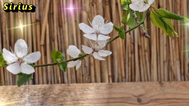 Если будете благодарить, будете счастливы смотреть онлайн