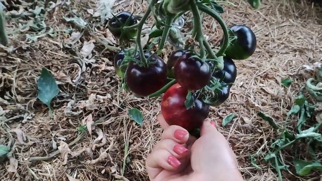 Сорт томата -Золотое яблоко смотреть онлайн