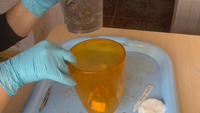 Один из способов восстановления уценённой орхидеи. смотреть онлайн