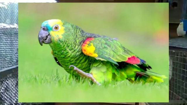 Попугай особая характеристика и местообитания смотреть онлайн