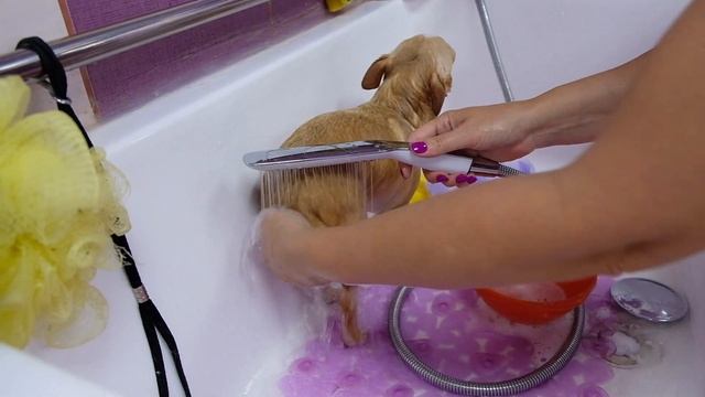 Зачем ЧИХУАХУА груминг? смотреть онлайн