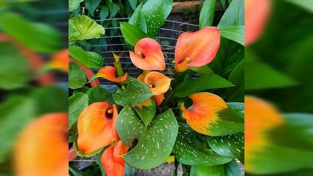 Каллы. Разноцветные каллы ( клубневые ). смотреть онлайн