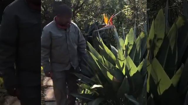 Bennett Pruning A Strelitzia At Beezy Baileys Table Mountain Oasis
