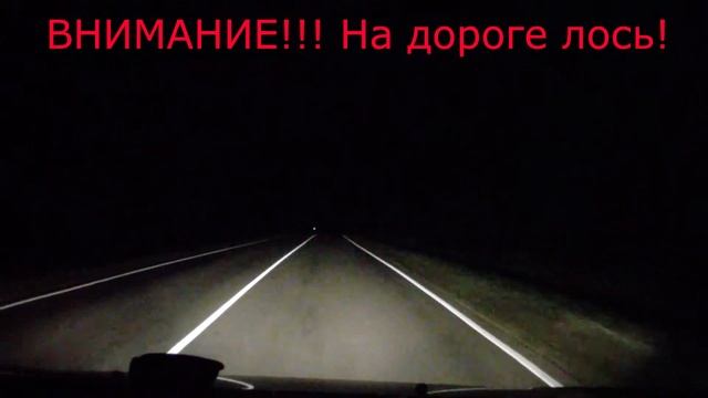Лось выбежал на дорогу Калужская область