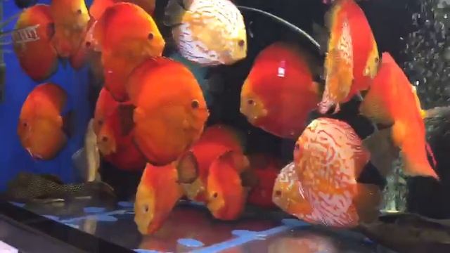 Рыбки дискусы смотреть онлайн
