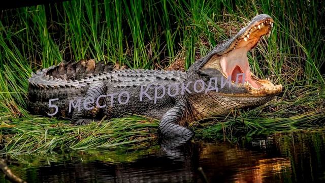 Топ-10 Сильнейших Хищников В Дикой Природе,Опасные Хищные Животные, Настоящие Бои Насмерть смотреть онлайн