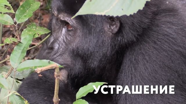 10 Случаев, Когда Стекло в Аквариуме Оказалось Недостаточно Прочным смотреть онлайн