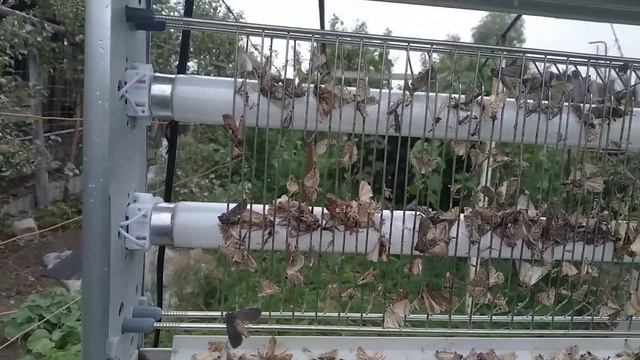 лучший способ борьбы с яблоневой плодожорки.#яблоневаяплодожорка#. #вредителисада# смотреть онлайн