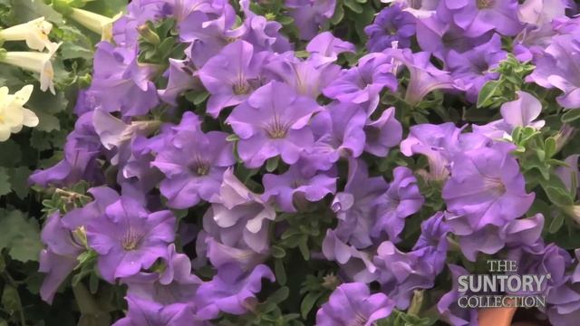 Surfinia Heavenly Blue - the Best Blue Petunia Ever! смотреть онлайн