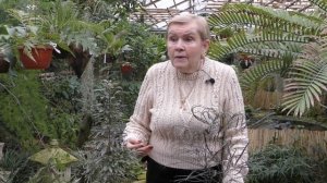 Дизиготека - уход в домашних условиях.