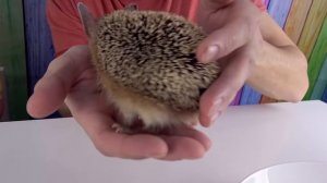 МАРМЕЛАДНАЯ ЕДА против НАСТОЯЩИХ Животных КТО в Нашем ДОМЕ? Маленький Сеня