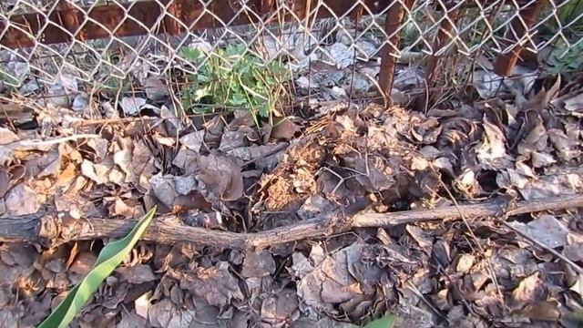 Листва для укрытия виноградных кустов на даче под зиму (сорт Феномен)... смотреть онлайн