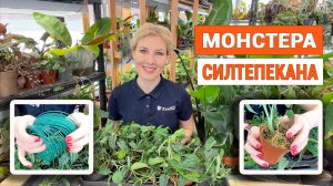 Монстера Сельтипикана – черенкуем на ваших глазах | Особенности ухода
