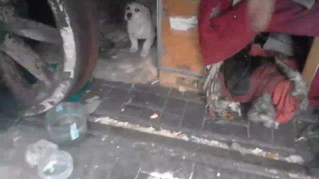 Чип и Друзья Пасха 19.04.2020 смотреть онлайн